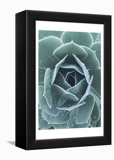 Succulent With Dew 1-Urban Epiphany-Framed Stretched Canvas
