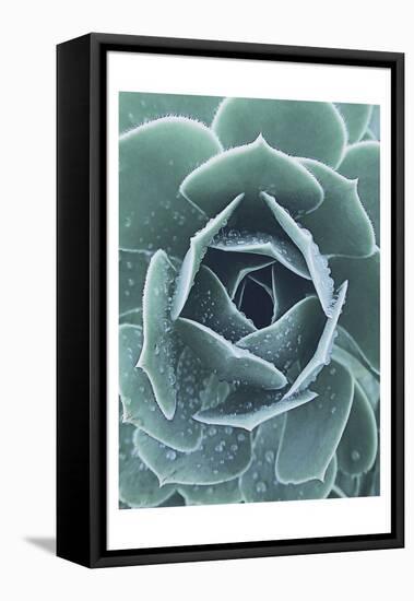 Succulent With Dew 1-Urban Epiphany-Framed Stretched Canvas