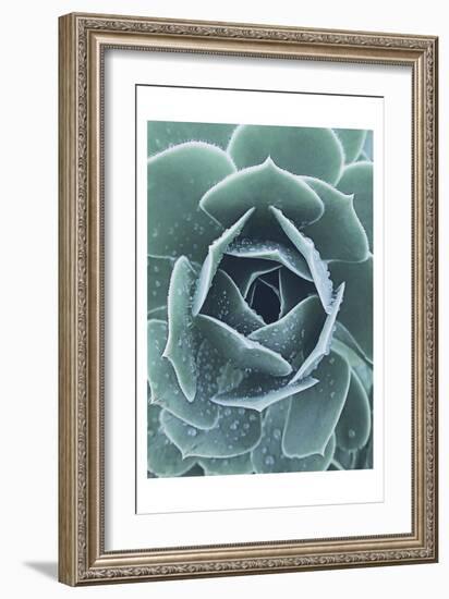 Succulent With Dew 1-Urban Epiphany-Framed Art Print