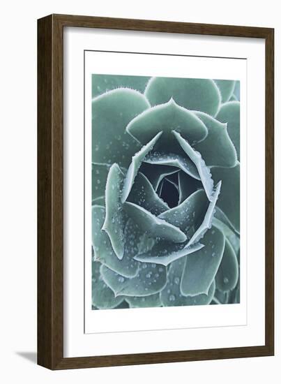 Succulent With Dew 1-Urban Epiphany-Framed Art Print