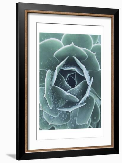 Succulent With Dew 1-Urban Epiphany-Framed Art Print