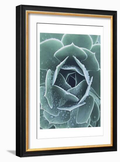 Succulent With Dew 1-Urban Epiphany-Framed Art Print