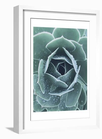 Succulent With Dew 1-Urban Epiphany-Framed Premium Giclee Print