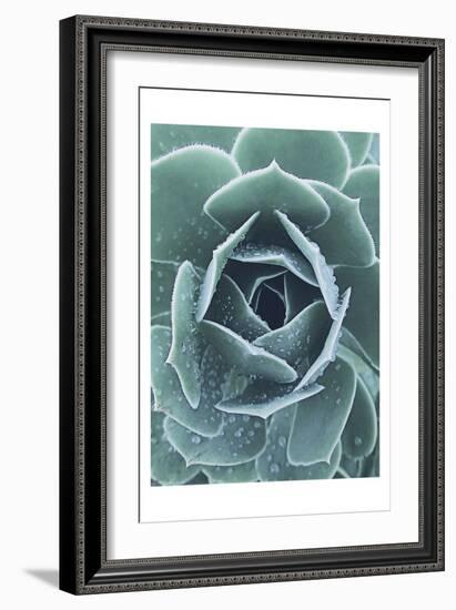 Succulent With Dew 1-Urban Epiphany-Framed Premium Giclee Print