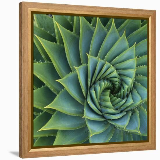 Succulent with Spiked Leaves-Micha Pawlitzki-Framed Premier Image Canvas