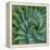 Succulent with Spiked Leaves-Micha Pawlitzki-Framed Premier Image Canvas