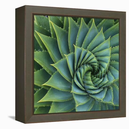 Succulent with Spiked Leaves-Micha Pawlitzki-Framed Premier Image Canvas