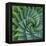 Succulent with Spiked Leaves-Micha Pawlitzki-Framed Premier Image Canvas