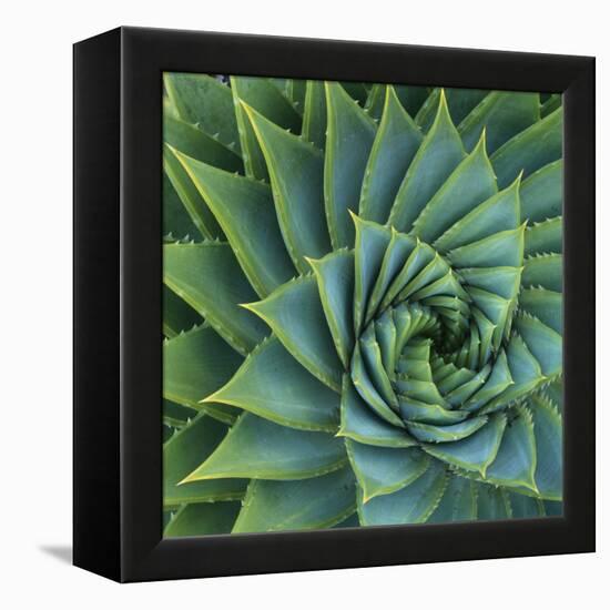 Succulent with Spiked Leaves-Micha Pawlitzki-Framed Premier Image Canvas
