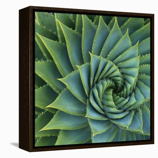 Succulent with Spiked Leaves-Micha Pawlitzki-Framed Premier Image Canvas