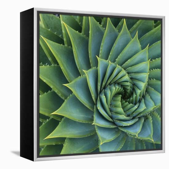 Succulent with Spiked Leaves-Micha Pawlitzki-Framed Premier Image Canvas