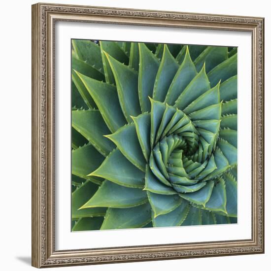 Succulent with Spiked Leaves-Micha Pawlitzki-Framed Photographic Print