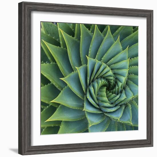 Succulent with Spiked Leaves-Micha Pawlitzki-Framed Photographic Print