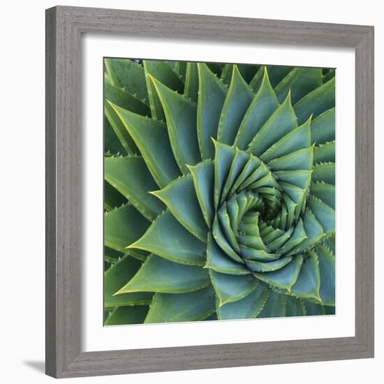 Succulent with Spiked Leaves-Micha Pawlitzki-Framed Photographic Print