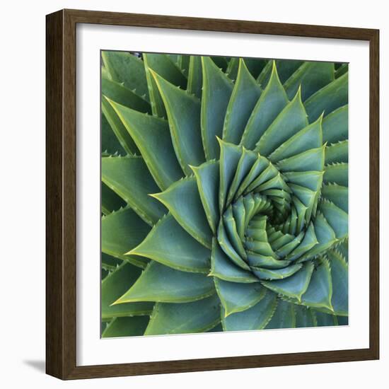 Succulent with Spiked Leaves-Micha Pawlitzki-Framed Photographic Print