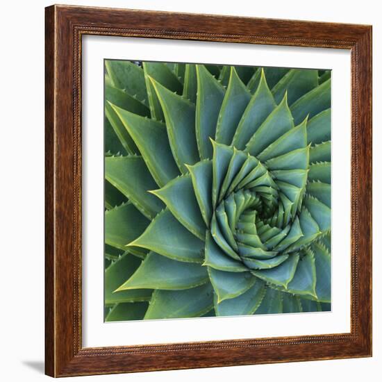 Succulent with Spiked Leaves-Micha Pawlitzki-Framed Photographic Print