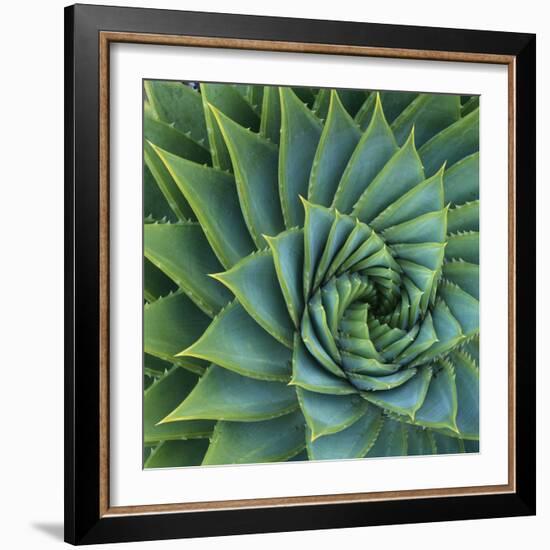 Succulent with Spiked Leaves-Micha Pawlitzki-Framed Photographic Print