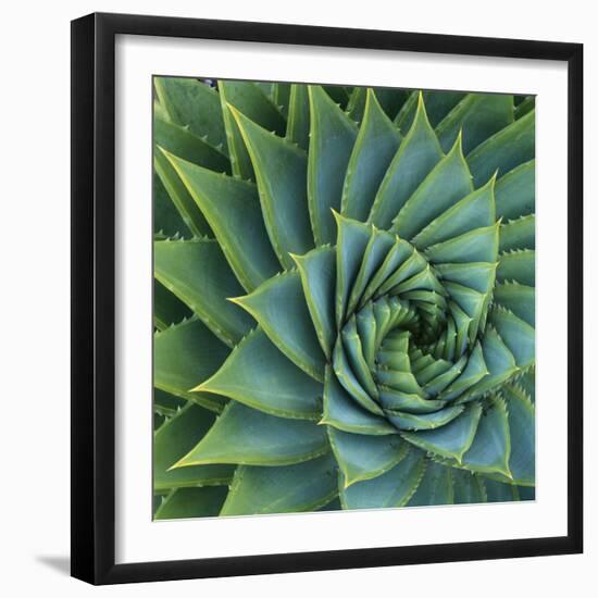 Succulent with Spiked Leaves-Micha Pawlitzki-Framed Photographic Print