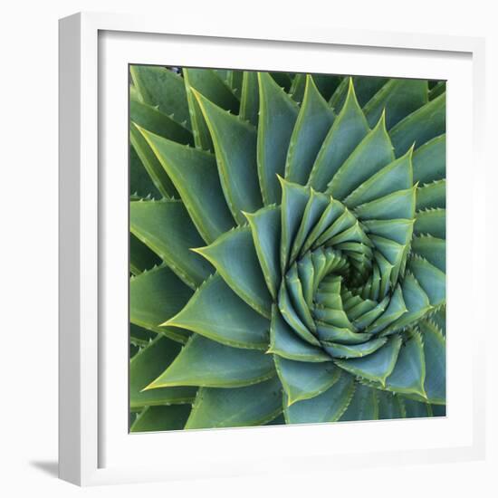 Succulent with Spiked Leaves-Micha Pawlitzki-Framed Photographic Print