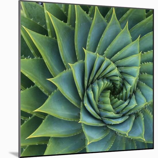 Succulent with Spiked Leaves-Micha Pawlitzki-Mounted Photographic Print