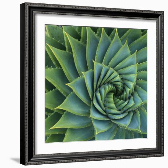 Succulent with Spiked Leaves-Micha Pawlitzki-Framed Photographic Print