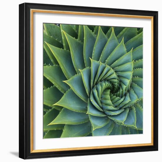 Succulent with Spiked Leaves-Micha Pawlitzki-Framed Photographic Print