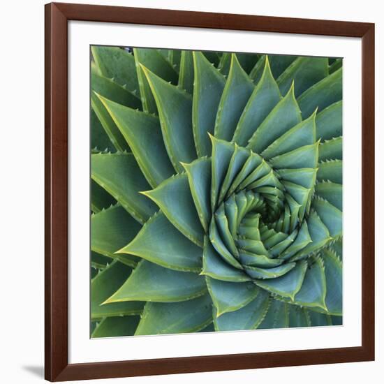 Succulent with Spiked Leaves-Micha Pawlitzki-Framed Photographic Print