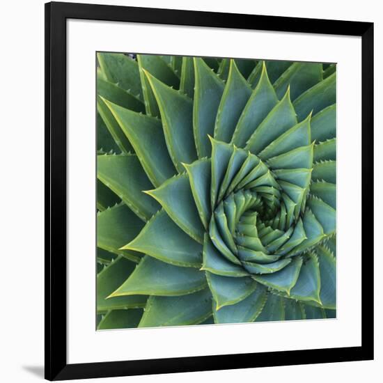 Succulent with Spiked Leaves-Micha Pawlitzki-Framed Photographic Print