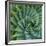 Succulent with Spiked Leaves-Micha Pawlitzki-Framed Giclee Print