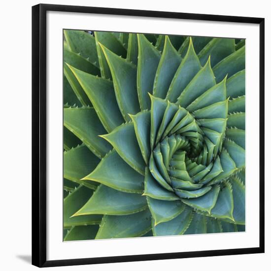 Succulent with Spiked Leaves-Micha Pawlitzki-Framed Giclee Print