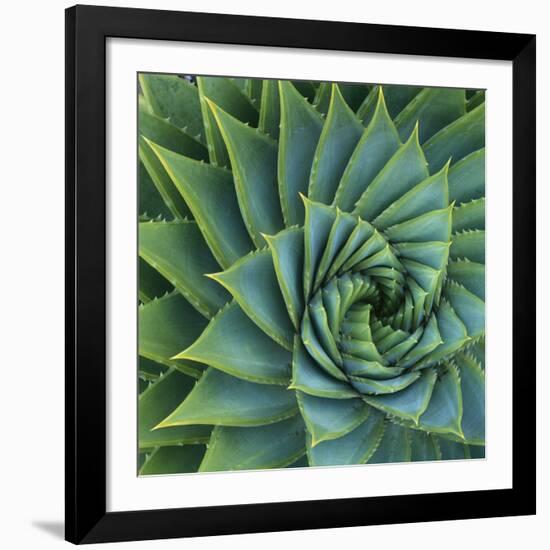 Succulent with Spiked Leaves-Micha Pawlitzki-Framed Giclee Print