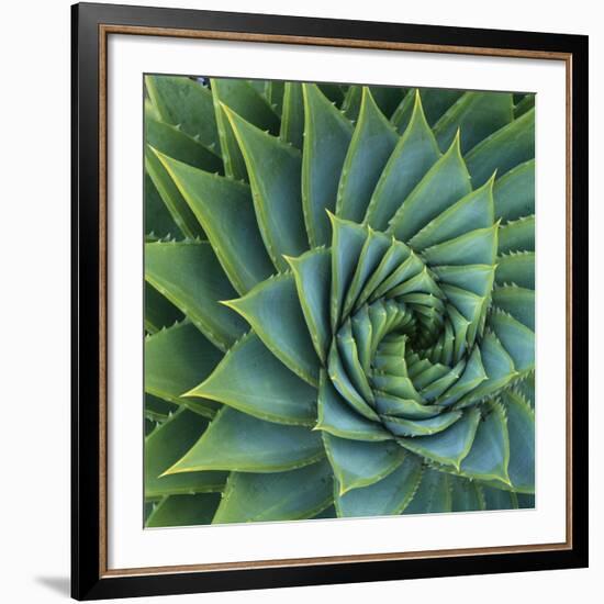 Succulent with Spiked Leaves-Micha Pawlitzki-Framed Giclee Print