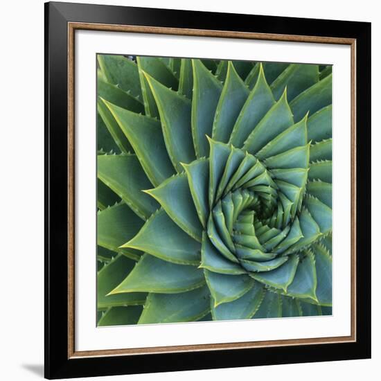 Succulent with Spiked Leaves-Micha Pawlitzki-Framed Giclee Print