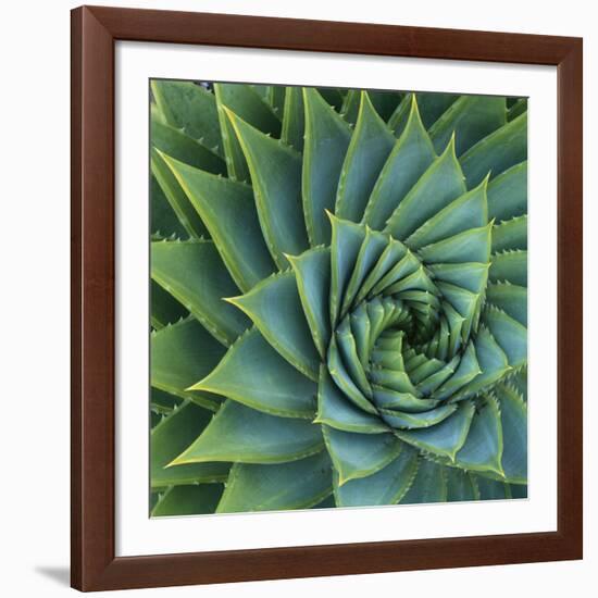 Succulent with Spiked Leaves-Micha Pawlitzki-Framed Giclee Print