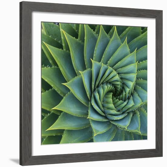 Succulent with Spiked Leaves-Micha Pawlitzki-Framed Giclee Print