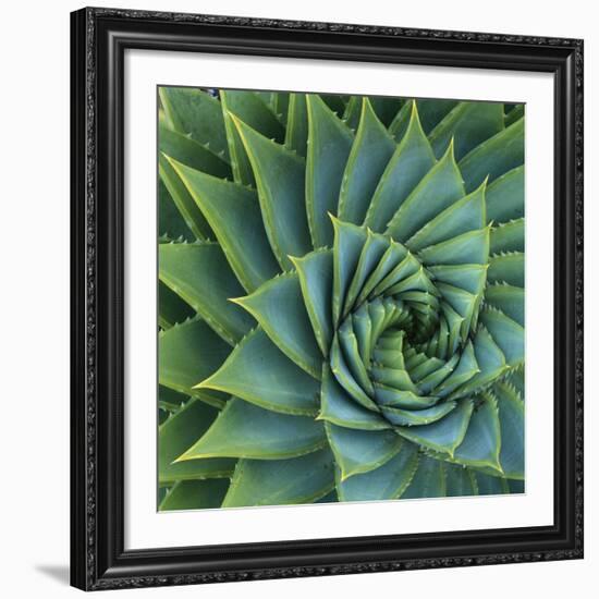 Succulent with Spiked Leaves-Micha Pawlitzki-Framed Giclee Print