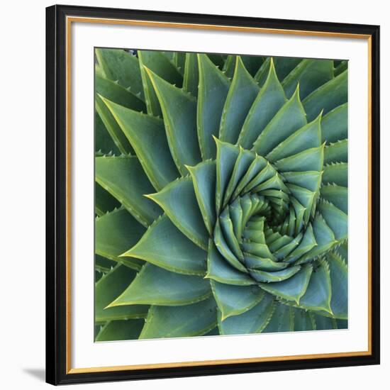 Succulent with Spiked Leaves-Micha Pawlitzki-Framed Giclee Print