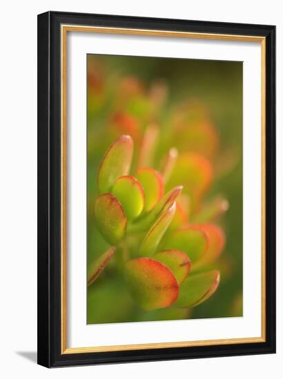 Succulent-Maria Mosolova-Framed Photographic Print