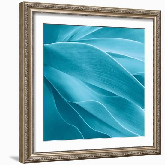 Succulent-Jan Bell-Framed Photographic Print