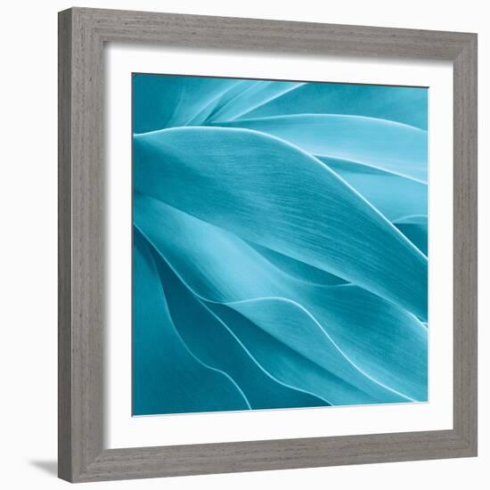 Succulent-Jan Bell-Framed Photographic Print