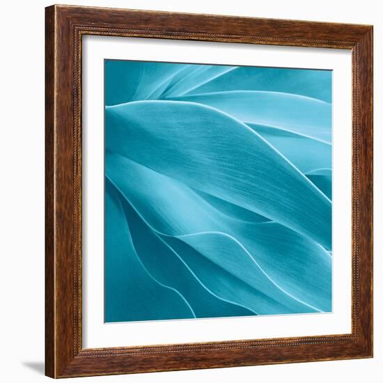 Succulent-Jan Bell-Framed Photographic Print