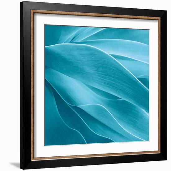 Succulent-Jan Bell-Framed Photographic Print