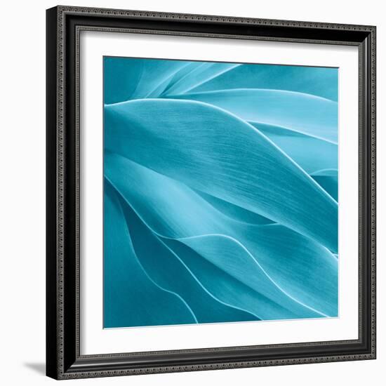 Succulent-Jan Bell-Framed Photographic Print