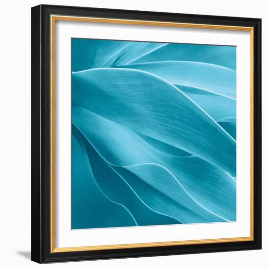 Succulent-Jan Bell-Framed Photographic Print