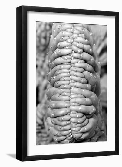 succulent-Jim Occi-Framed Giclee Print