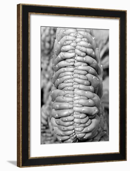 succulent-Jim Occi-Framed Giclee Print