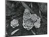 Succulents, 1943-Brett Weston-Mounted Photographic Print