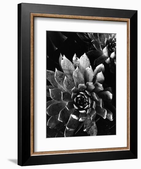 Succulents, c. 1970-Brett Weston-Framed Photographic Print