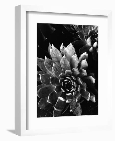 Succulents, c. 1970-Brett Weston-Framed Photographic Print