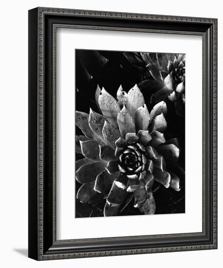 Succulents, c. 1970-Brett Weston-Framed Photographic Print